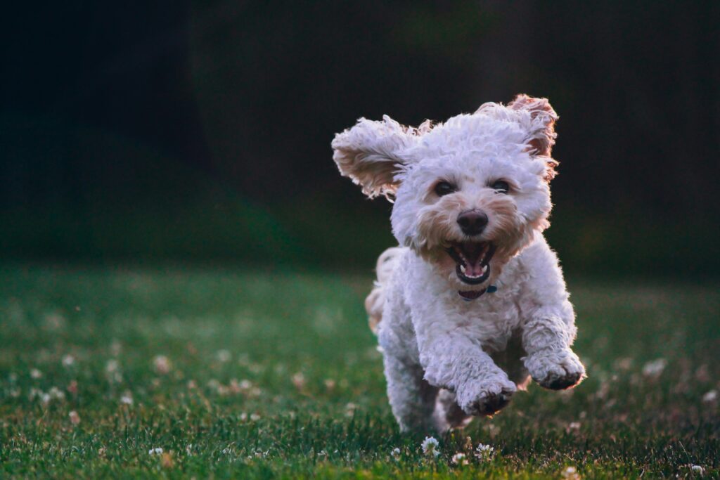 découvrez tout ce qu'il faut savoir sur la nutrition des chiens pour une alimentation saine et équilibrée. conseils, astuces et recommandations pour une santé optimale de votre chien.