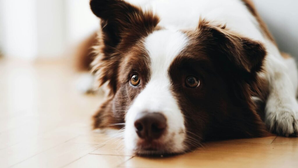 Border Collie allongé