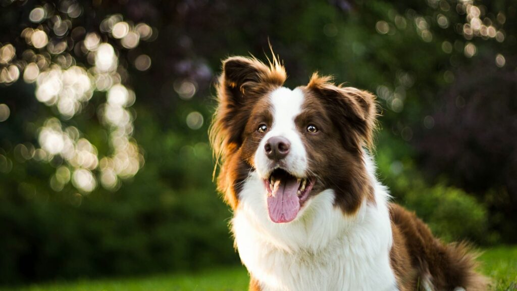 Border Collie qui s'amuse