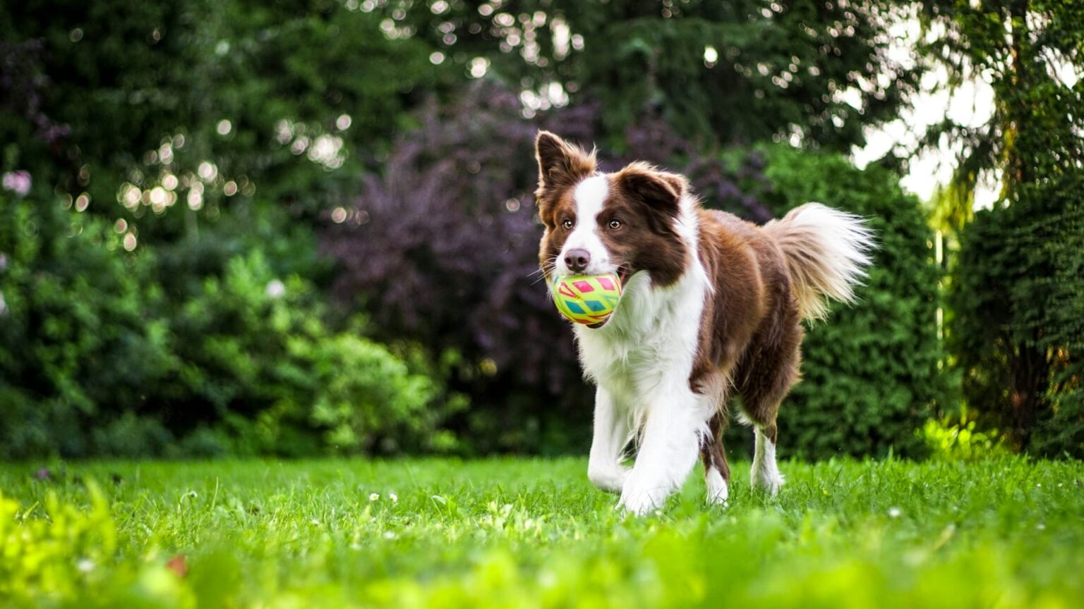 Border Collie qui joue