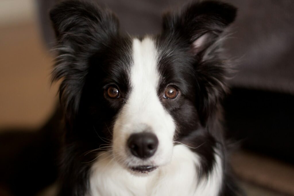 Portrait de Border Collie