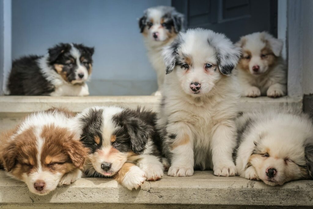 Portée de chiots Berger Australien