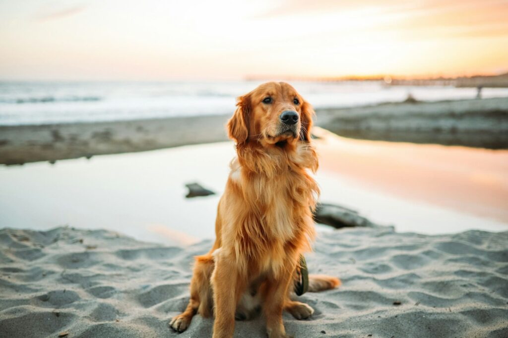 Golden Retriever sur la plage