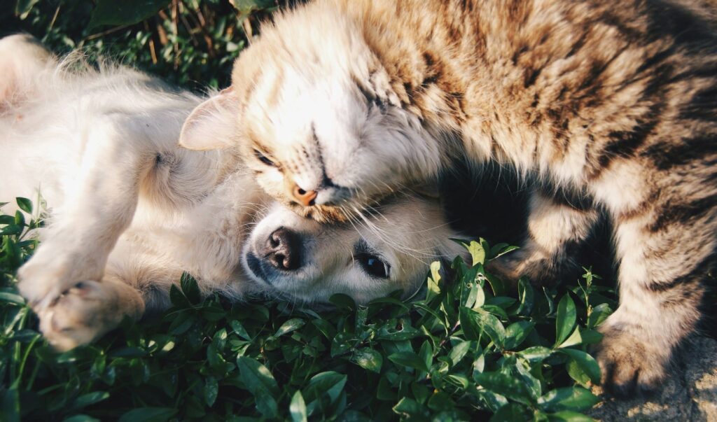 Chiot et chien dans l'herbe