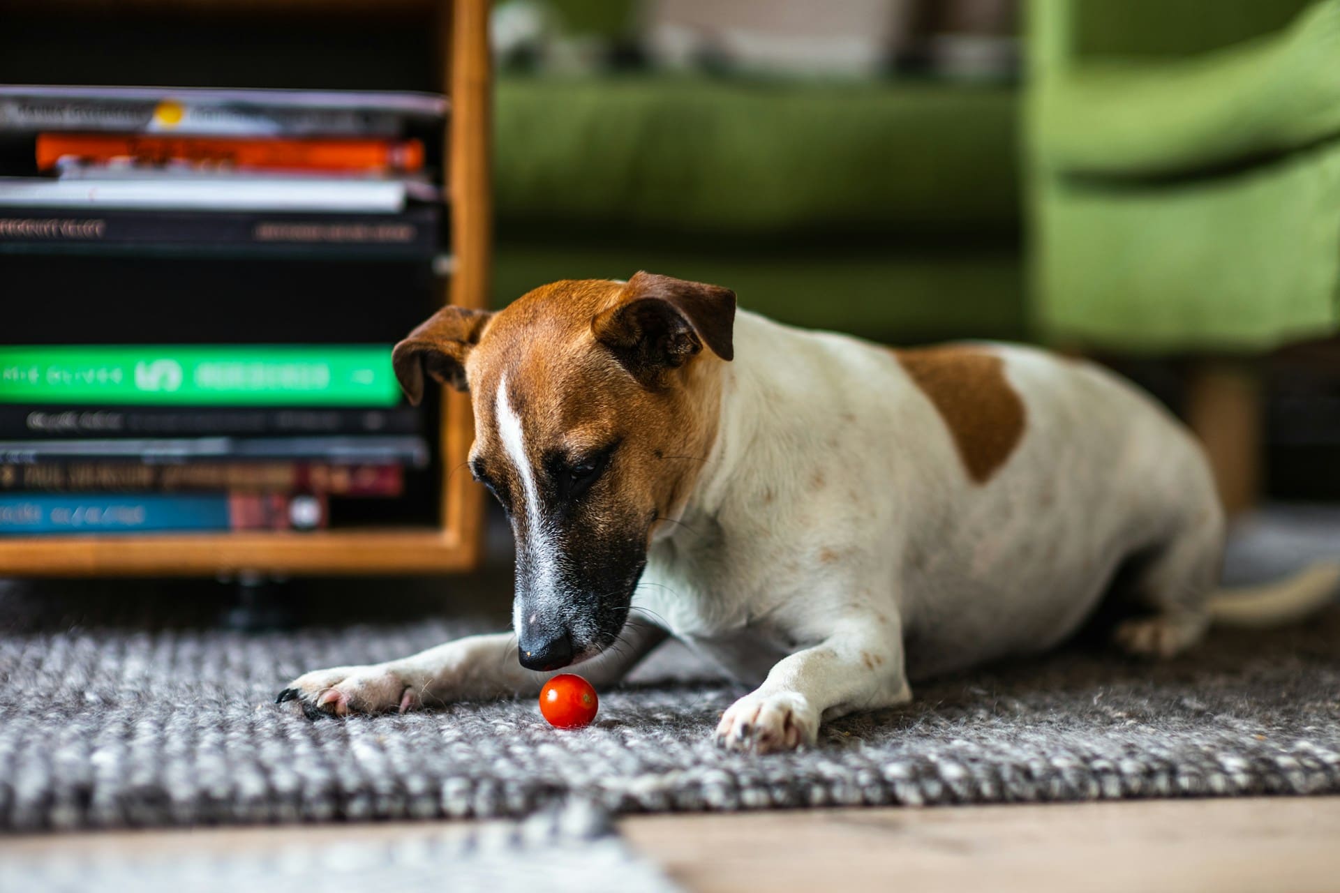 Puisje donner de la tomate à mon chien ? Passion canine
