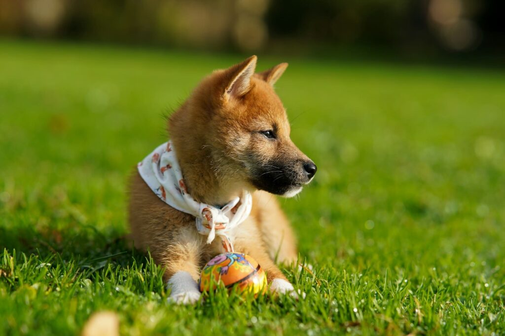 Shiba Inu dans l'herbe