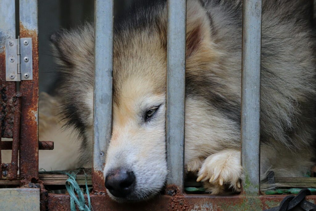 Chien tout triste