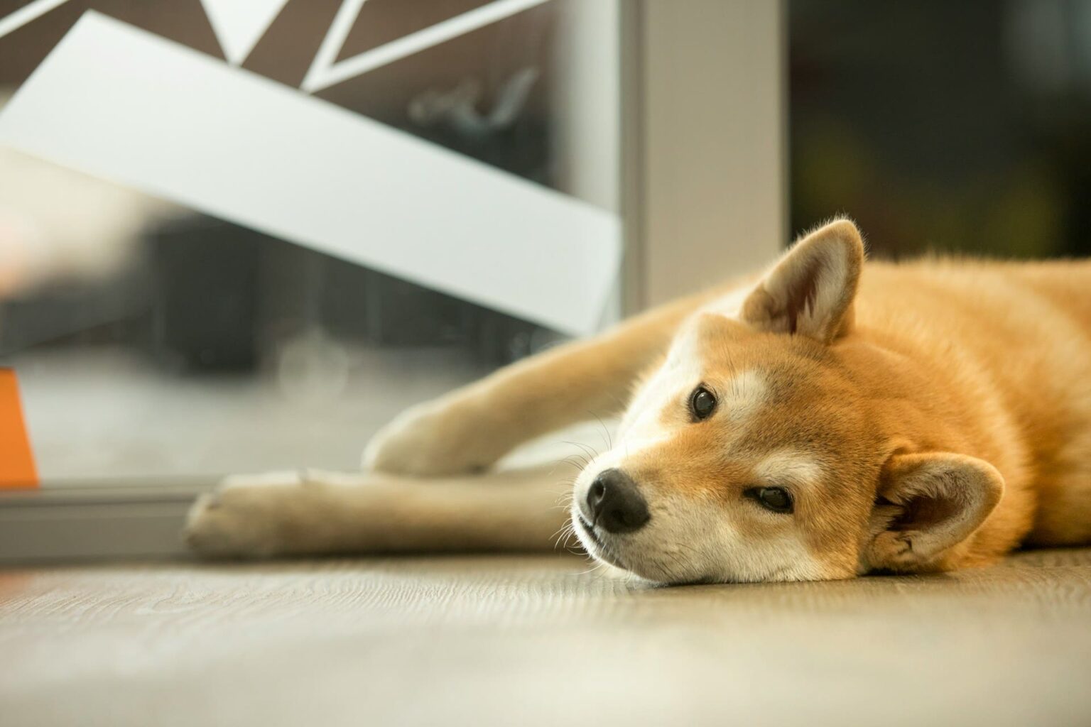 Shiba Inu allongé par terre