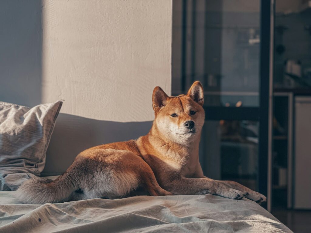 Shiba Inu allongé par terre