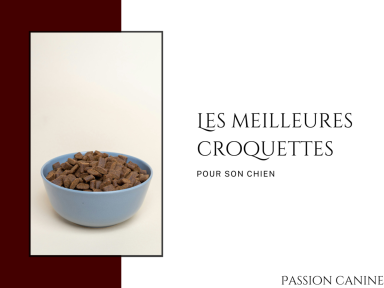 Les meilleures croquettes pour chien