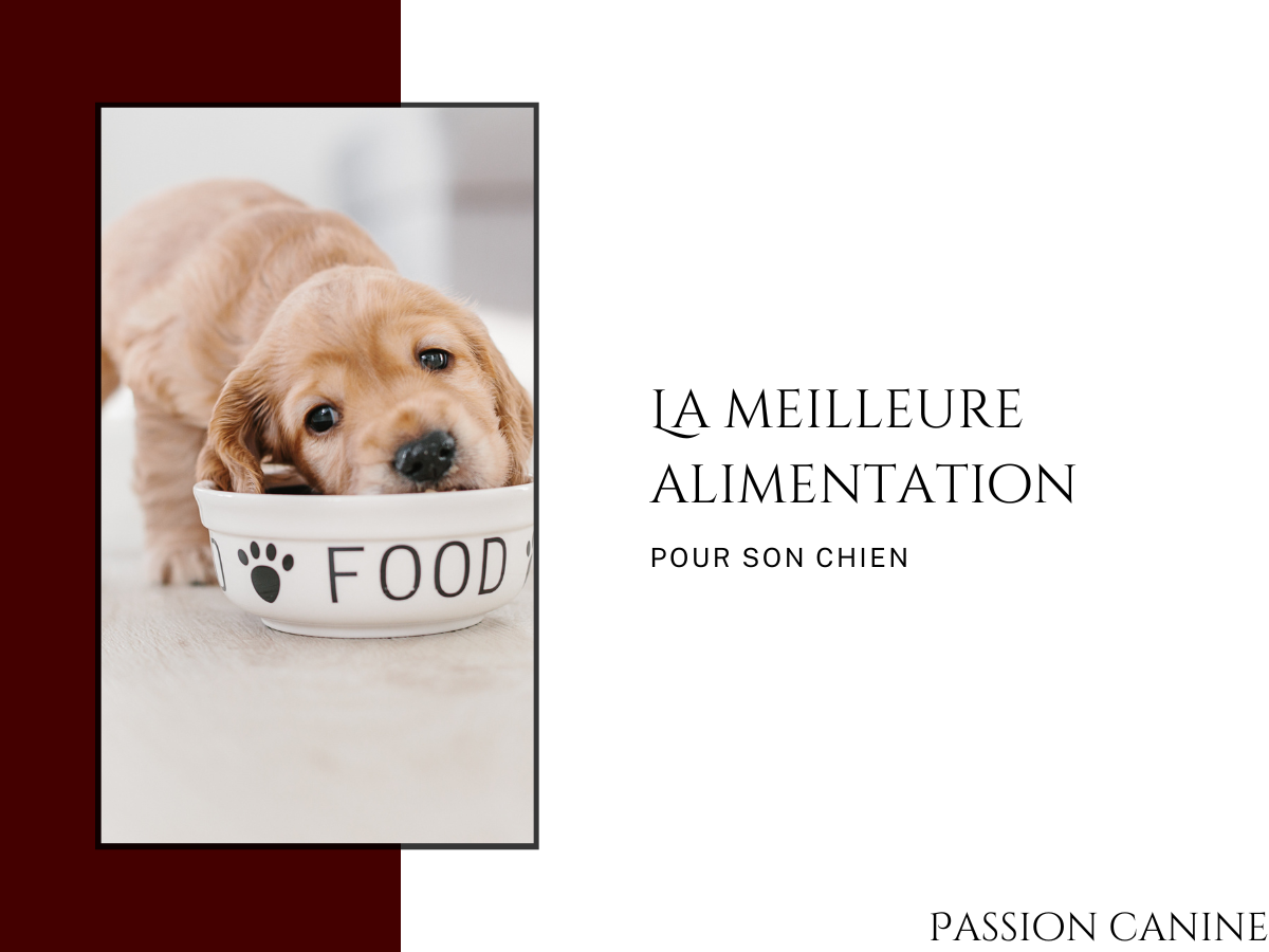 La meilleure alimentation pour son chien