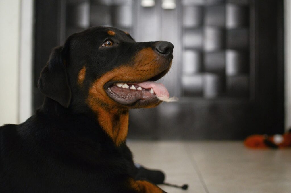 Photo de Rottweiler