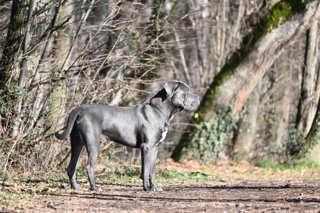 le cane corso, également appelé chien de cour italien, est une race de chiens de grande taille originaire d'italie, réputée pour sa loyauté, son intelligence et sa robustesse.