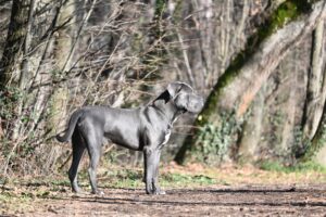 le cane corso, également appelé chien de cour italien, est une race de chiens de grande taille originaire d'italie, réputée pour sa loyauté, son intelligence et sa robustesse.