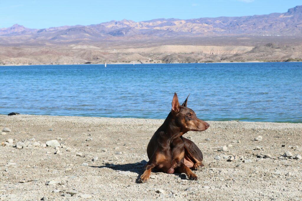 le doberman est une race de chien robuste, musclée et intelligente, connue pour sa loyauté envers sa famille et sa capacité à être un excellent chien de garde. découvrez ses caractéristiques, son histoire et son tempérament impressionnant.