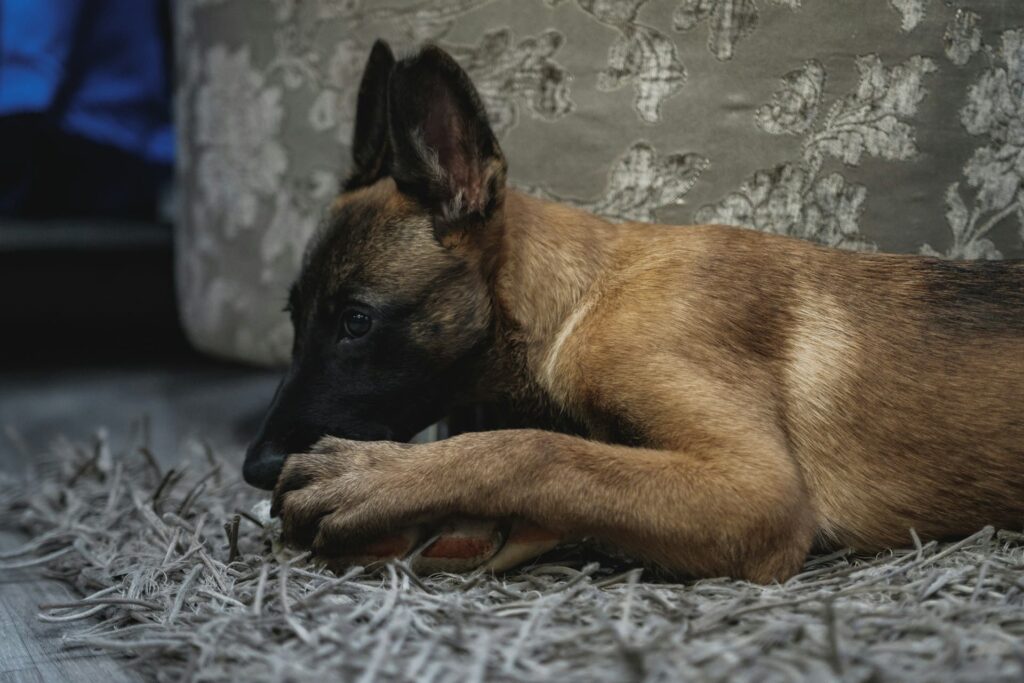 Photo de Malinois