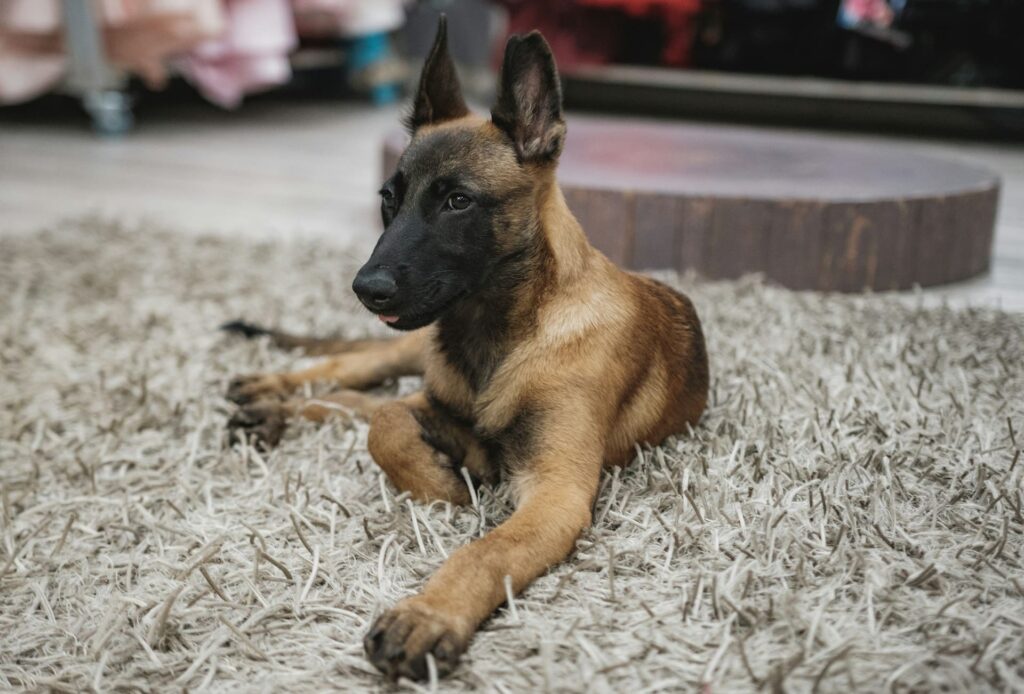 Photo de Malinois