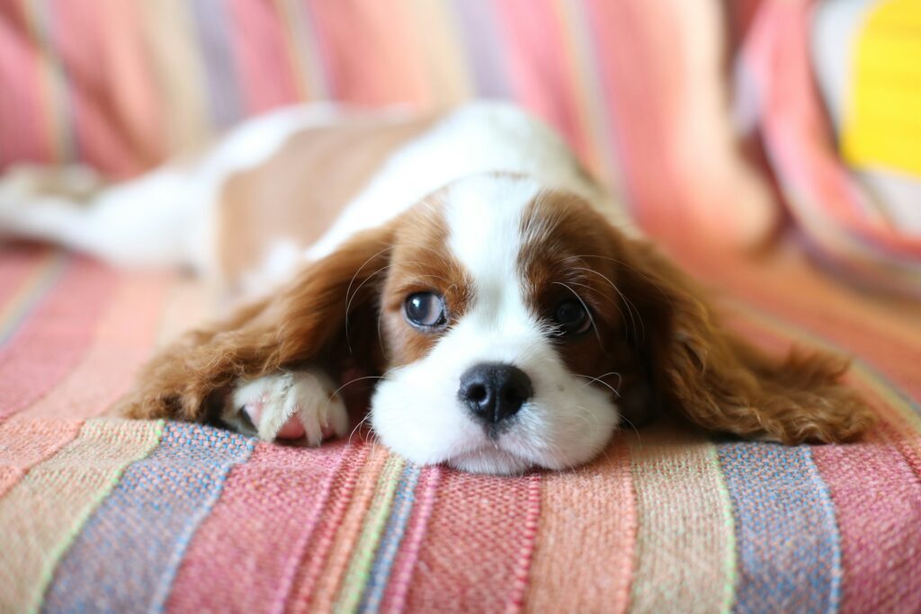 Petit chien allongé sur un canapé