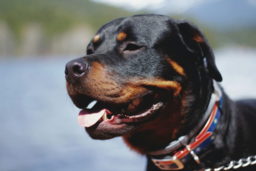 Photo de Rottweiler