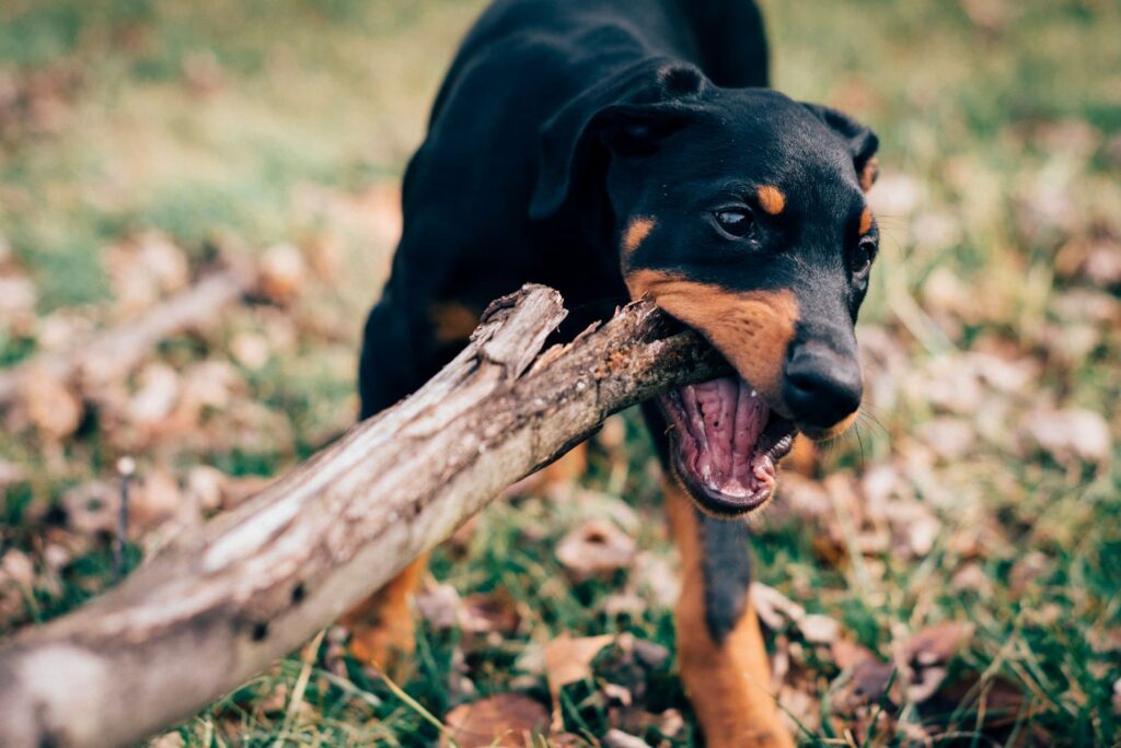 Photo de Doberman