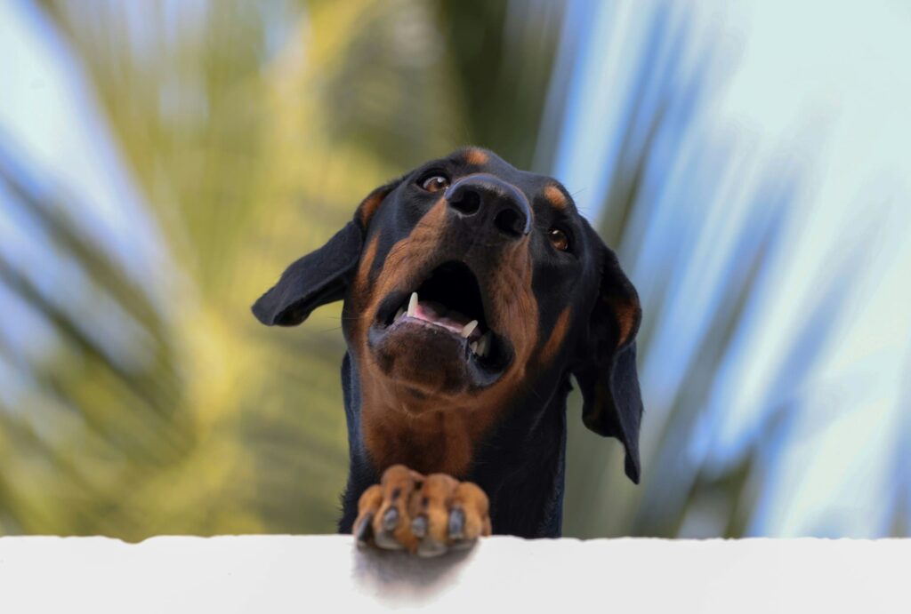 Photo de Doberman