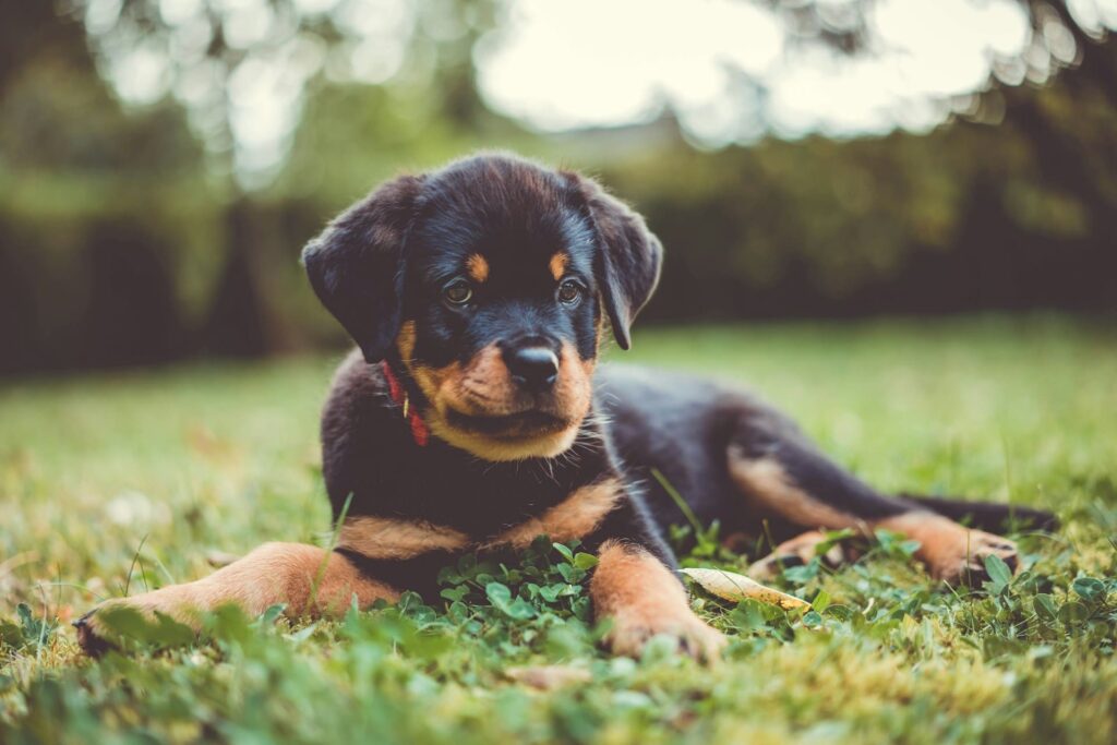 Photo de Rottweiler