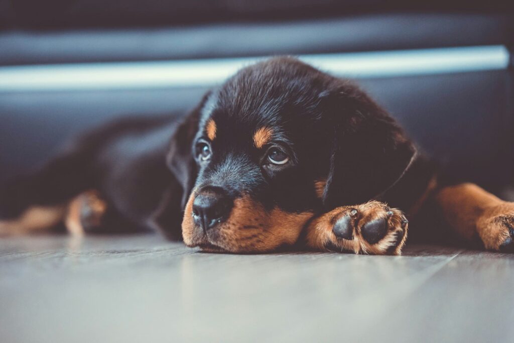 Photo de Rottweiler