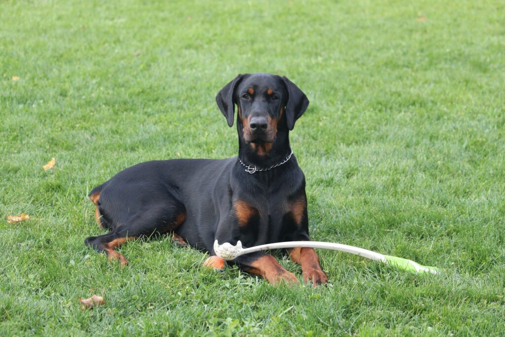 Photo de Doberman