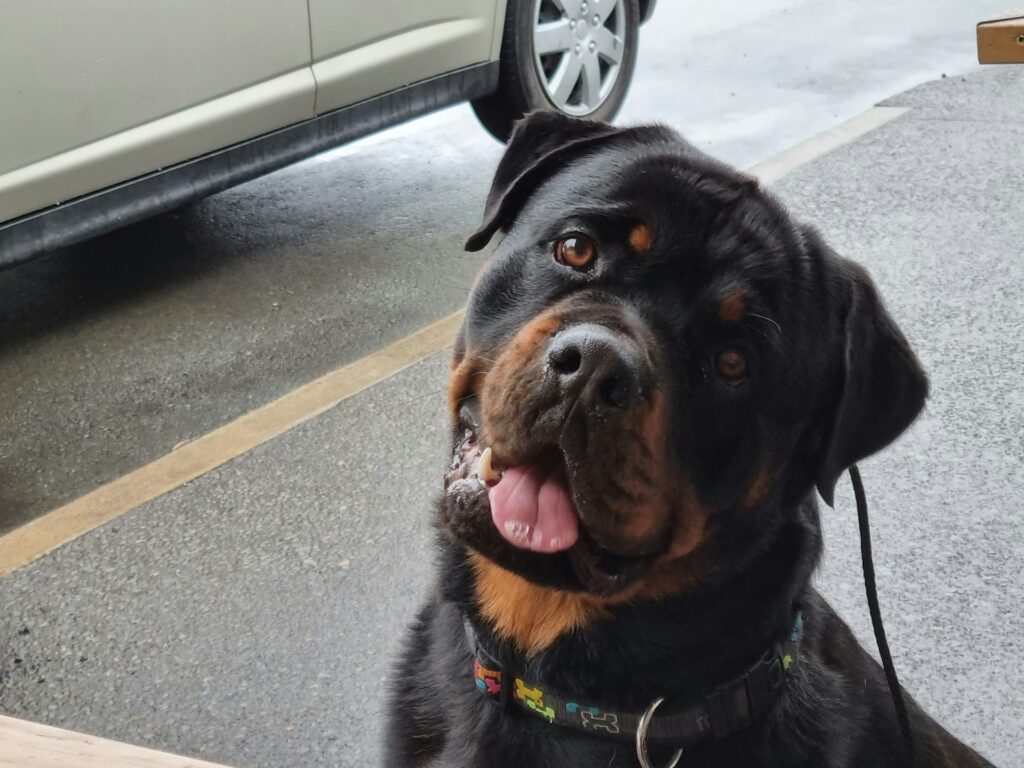 Photo de Rottweiler