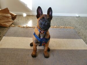 découvrez tout ce qu'il y a à savoir sur le malinois, une race de chien dynamique, alerte et très appréciée pour sa loyauté et son intelligence.