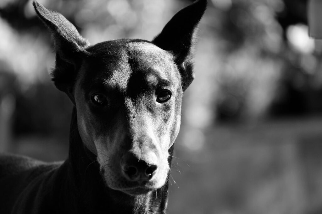 Photo de Doberman