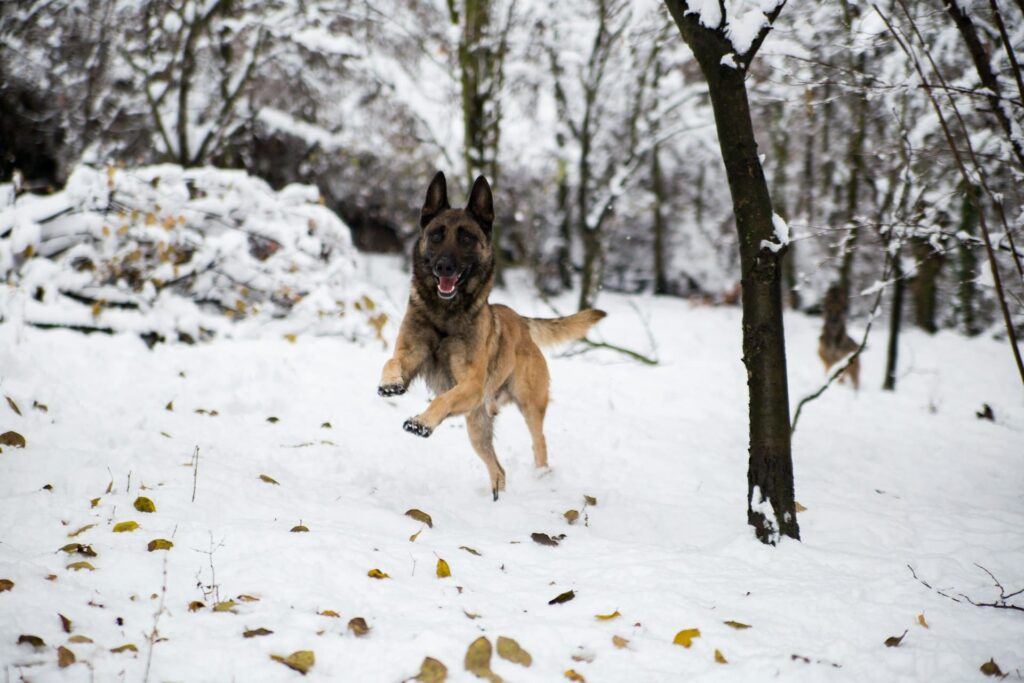 Photo de Malinois