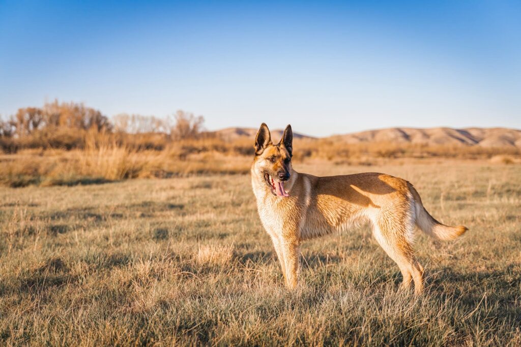 Photo de Malinois