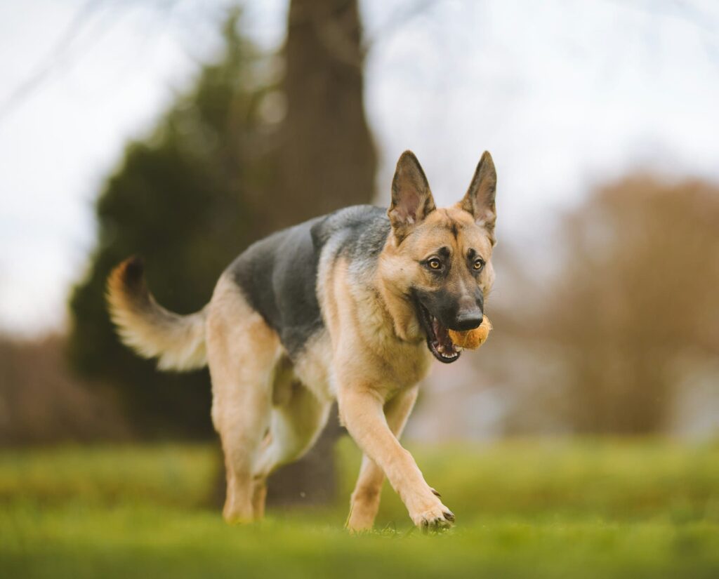 Photo de Malinois