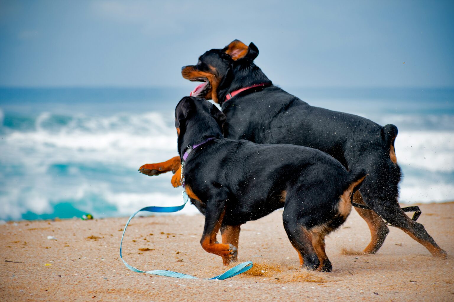 découvrez tout sur le rottweiler, une race de chien robuste et fidèle originaire d'allemagne, réputée pour sa force, son intelligence et sa loyauté.