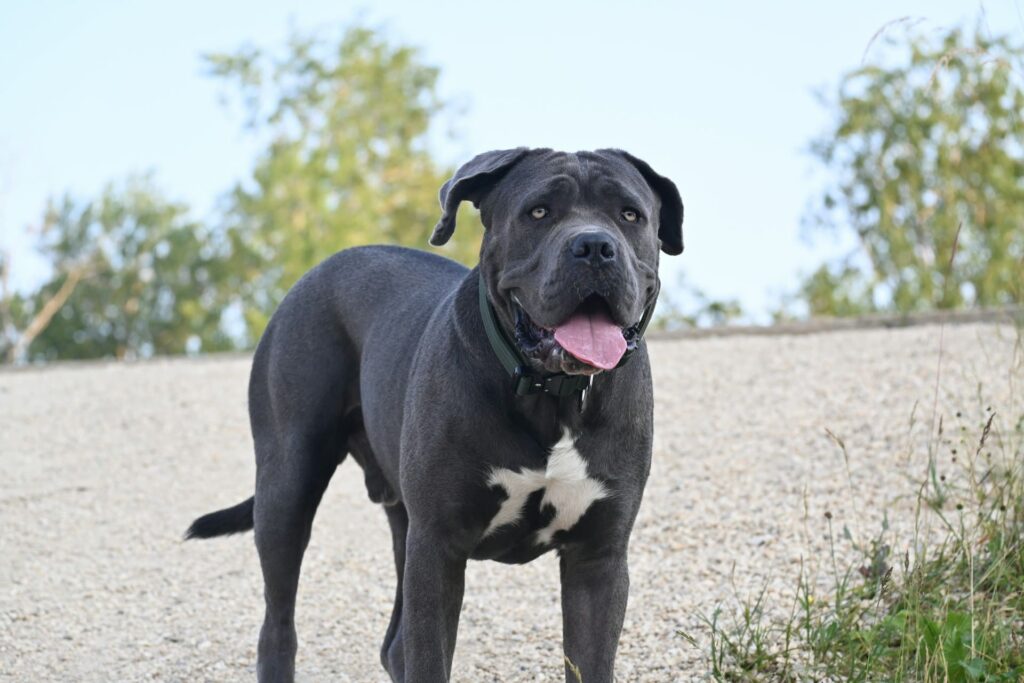 Photo de Cane Corso