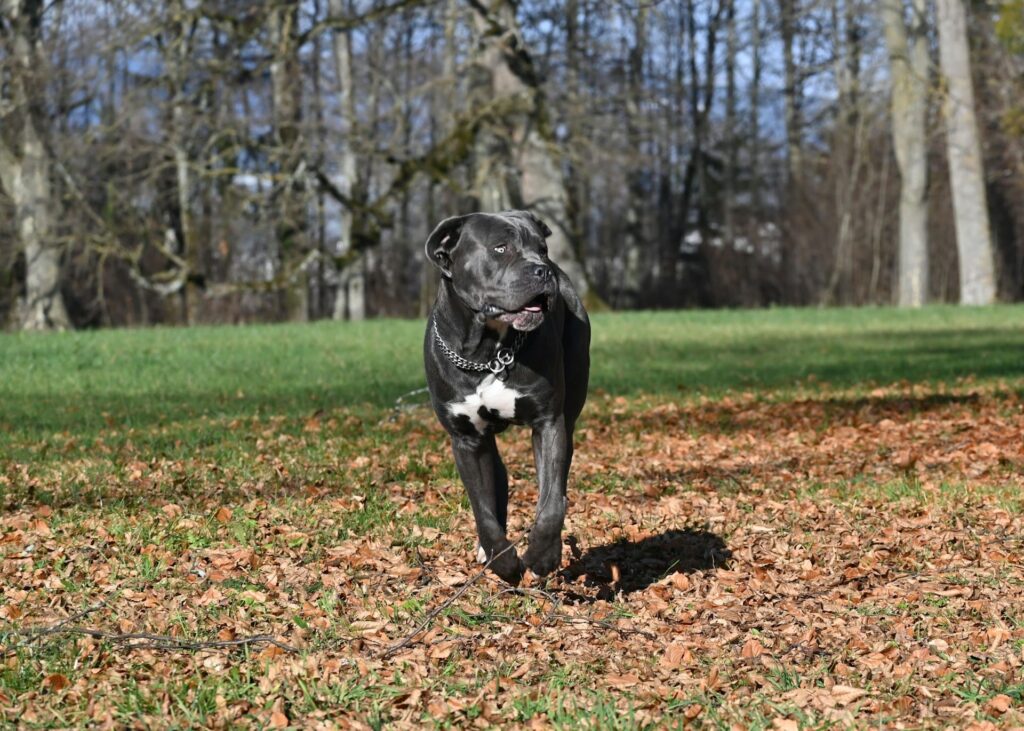 Photo de Cane Corso