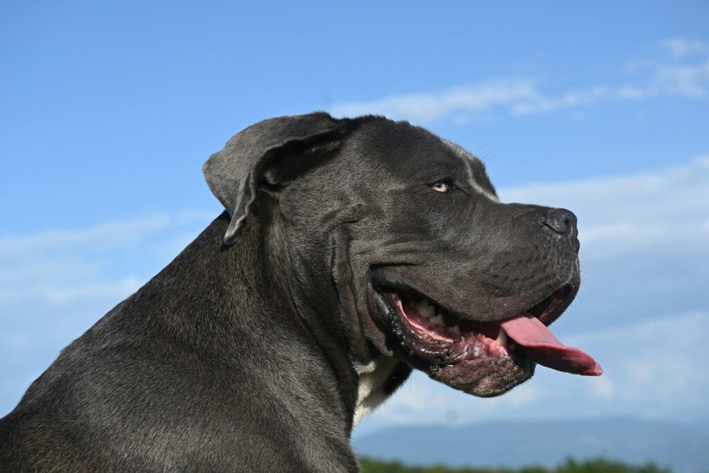 Photo de Cane Corso