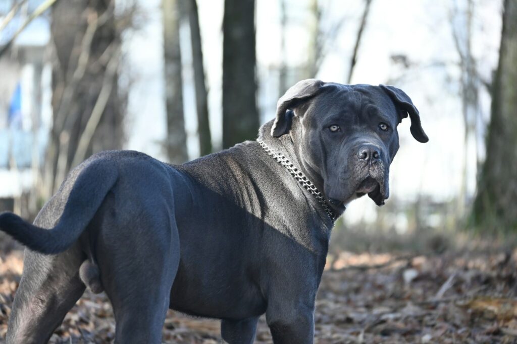 Photo de Cane Corso