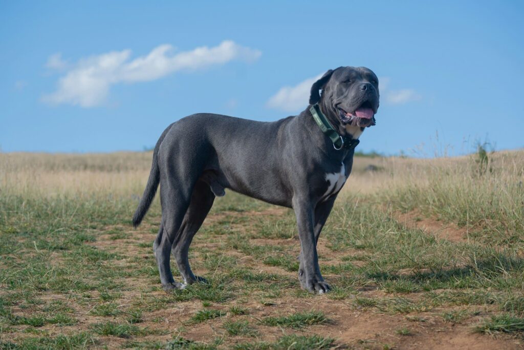 Photo de Cane Corso