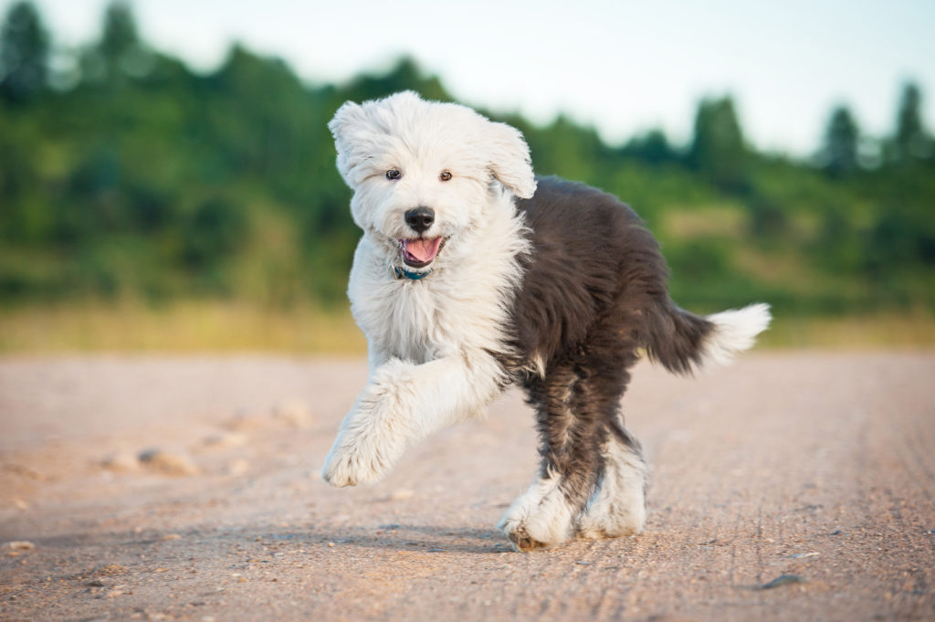 Photo de bobtail