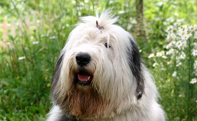 Photo de bobtail