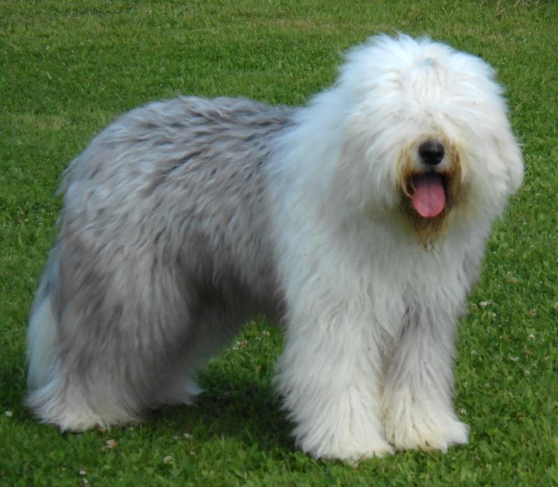 Photo de bobtail