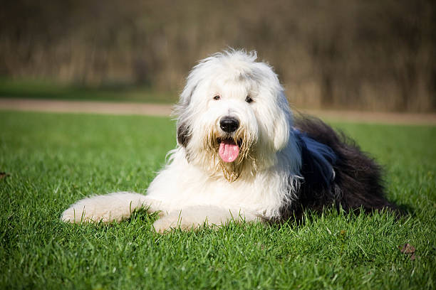 Photo de bobtail
