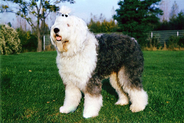 Photo de bobtail