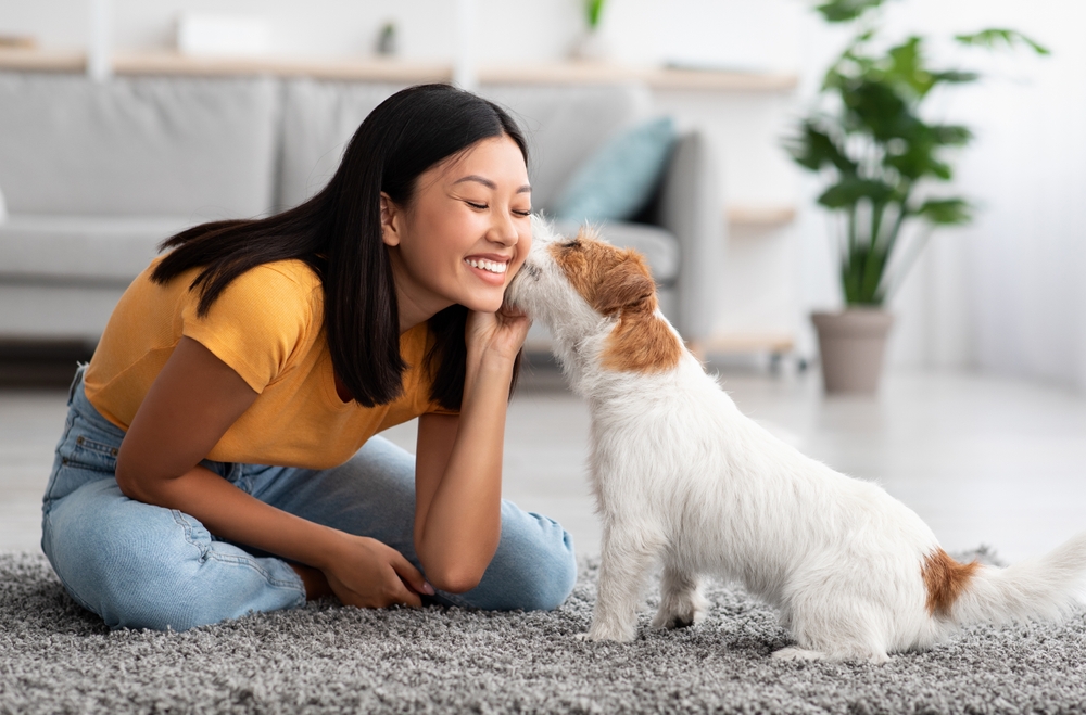 Fluffy,Dog,Jack,Russel,Terrier,Kissing,Its,Owner,Young,Asian