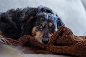 Chien noir et feu couché sur un plaid marron, la tête posée, au repos