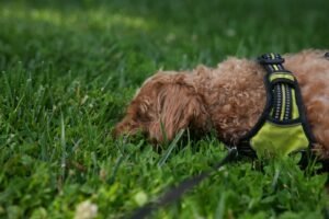 Chien au poil bouclé et harnais vert qui renifle l'herbe pendant une promenade